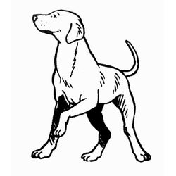 Cachorro #1866