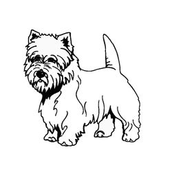 Cachorro #1873