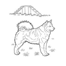 Cachorro #1879