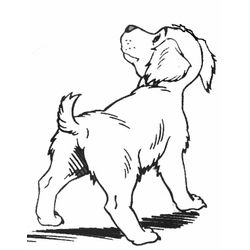 Cachorro #1894