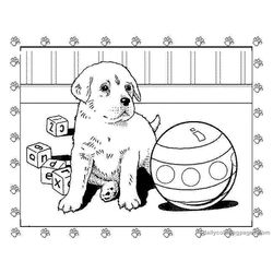 Cachorro #1897