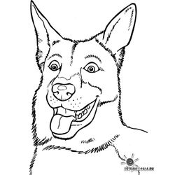 Cachorro #1898