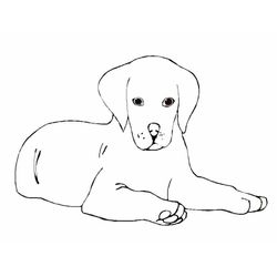 Cachorro #1900