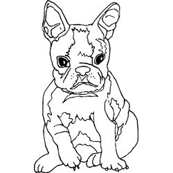 Cachorro #1901