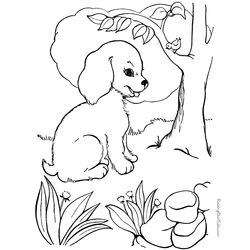 Cachorro #1906