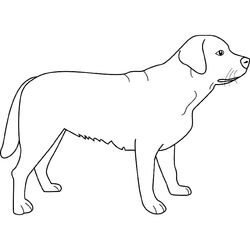 Cachorro #1907