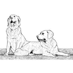 Cachorro #1942