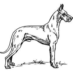 Cachorro #1964