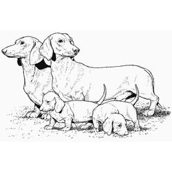 Cachorro #1965