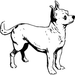 Cachorro #1969