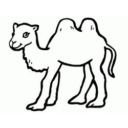 Camello #2099