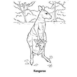 Canguro #2267