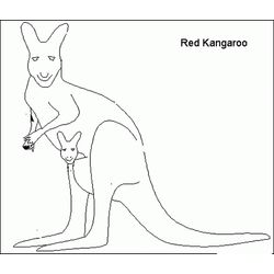 Canguro #2277