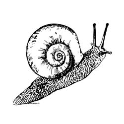 Caracol #2345