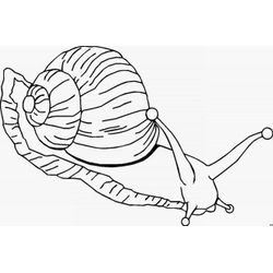 Caracol #2346