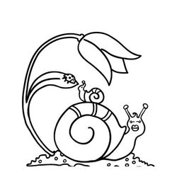 Caracol #2349