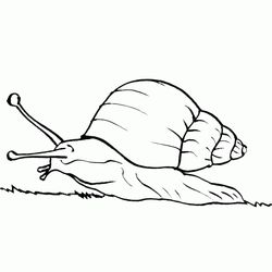 Caracol #2361