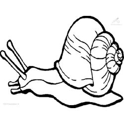 Caracol #2369