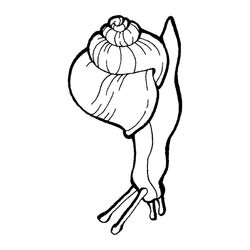 Caracol #2371