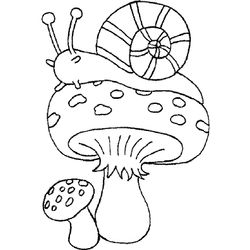 Caracol #2372