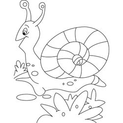 Caracol #2377