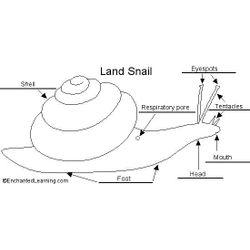 Caracol #2379