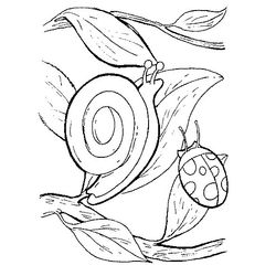 Caracol #2383