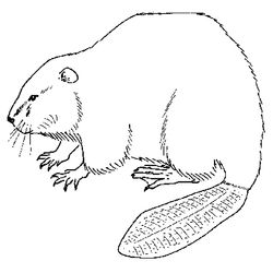 Castor #2448