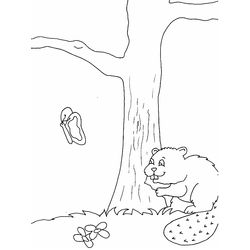 Castor #2468