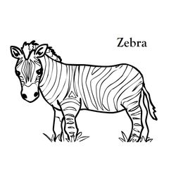 Cebra #2543