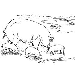 Cerdo #2622