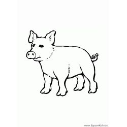 Cerdo #2661