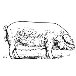 Cerdo #2672