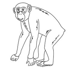 Chimpancé #2713