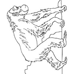 Chimpancé #2717