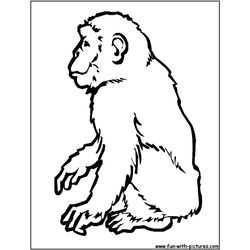 Chimpancé #2720
