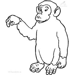 Chimpancé #2722