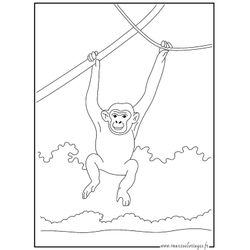 Chimpancé #2726