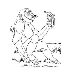 Chimpancé #2727
