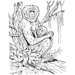 Chimpancé #2730