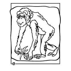 Chimpancé #2734