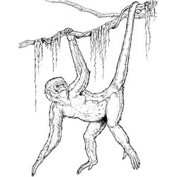 Chimpancé #2735