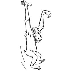 Chimpancé #2736