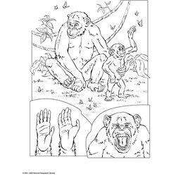 Chimpancé #2745