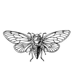 Cigarra #2755