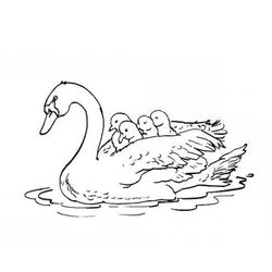 Cisne #2763