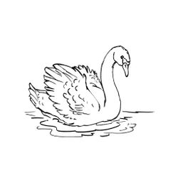 Cisne #2764
