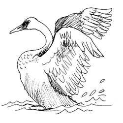 Cisne #2765