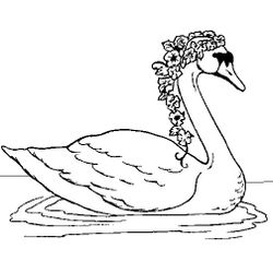 Cisne #2769