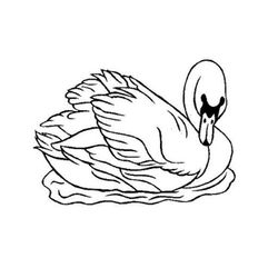 Cisne #2770